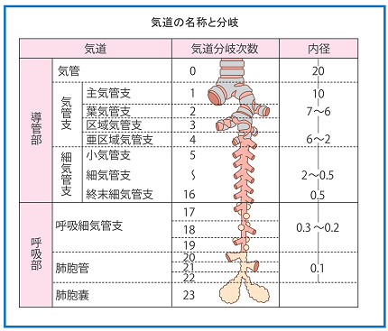 Gold1とgold2の細気管支疾患の比較 Jp Copd